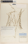 Metastelma angustifolium image