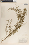 Metastelma angustifolium image