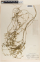 Metastelma angustifolium image