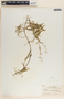 Metastelma angustifolium image