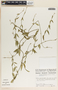 Metastelma barbigerum image