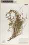 Metastelma barbigerum image