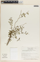Metastelma barbigerum image