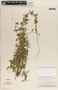 Metastelma barbigerum image