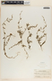 Metastelma barbigerum image