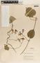 Matelea quirosii image
