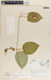 Matelea quirosii image
