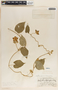 Matelea quirosii image