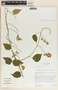 Matelea quirosii image