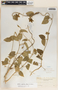 Matelea suberifera image