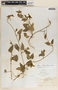Matelea suberifera image