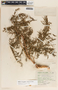 Talayotea trachyantha image