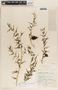 Talayotea trachyantha image