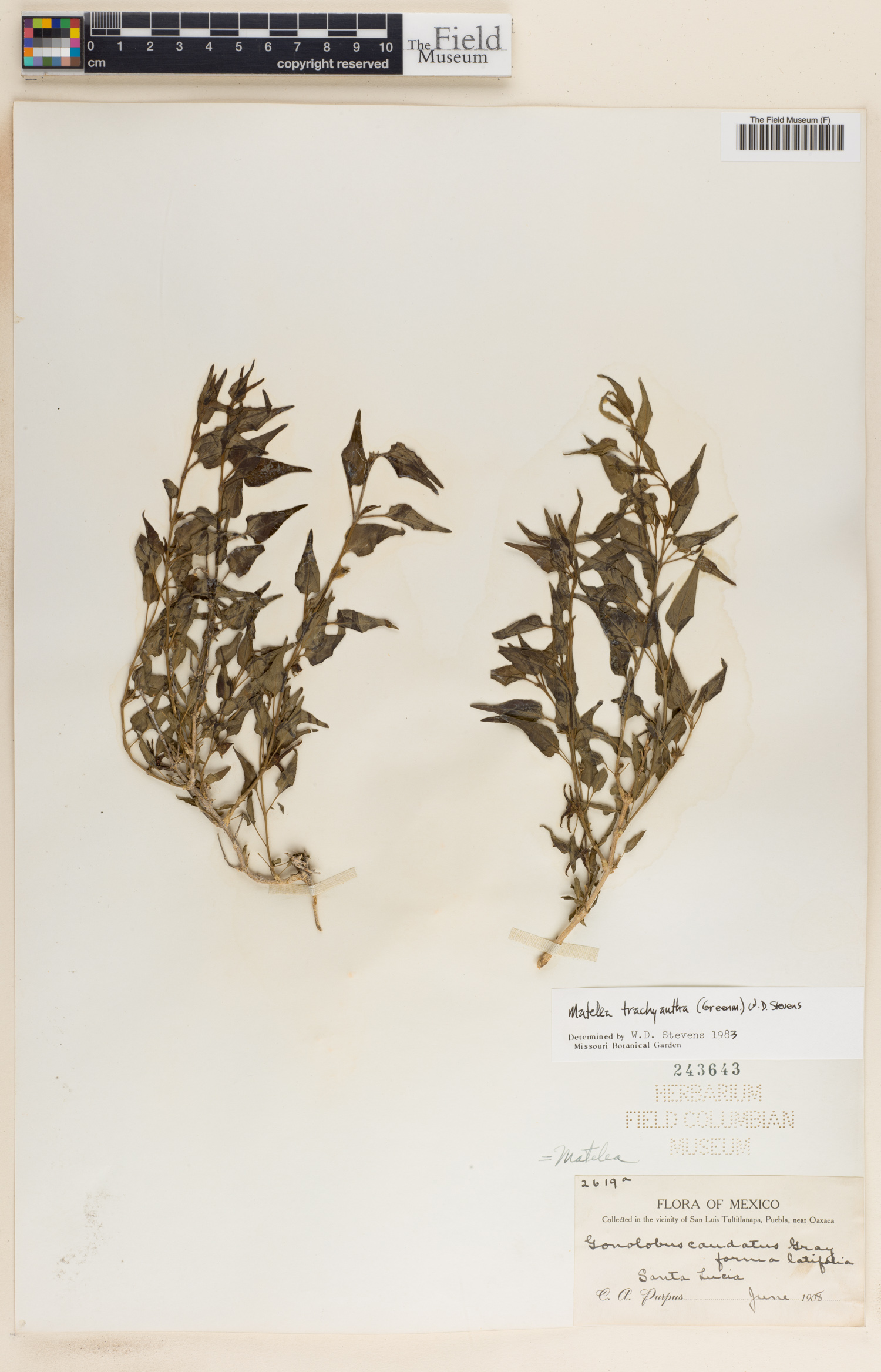 Talayotea trachyantha image
