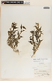 Talayotea trachyantha image