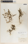 Talayotea trachyantha image