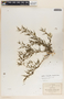 Talayotea trachyantha image