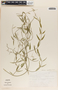 Metastelma angustifolium image
