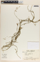 Metastelma angustifolium image