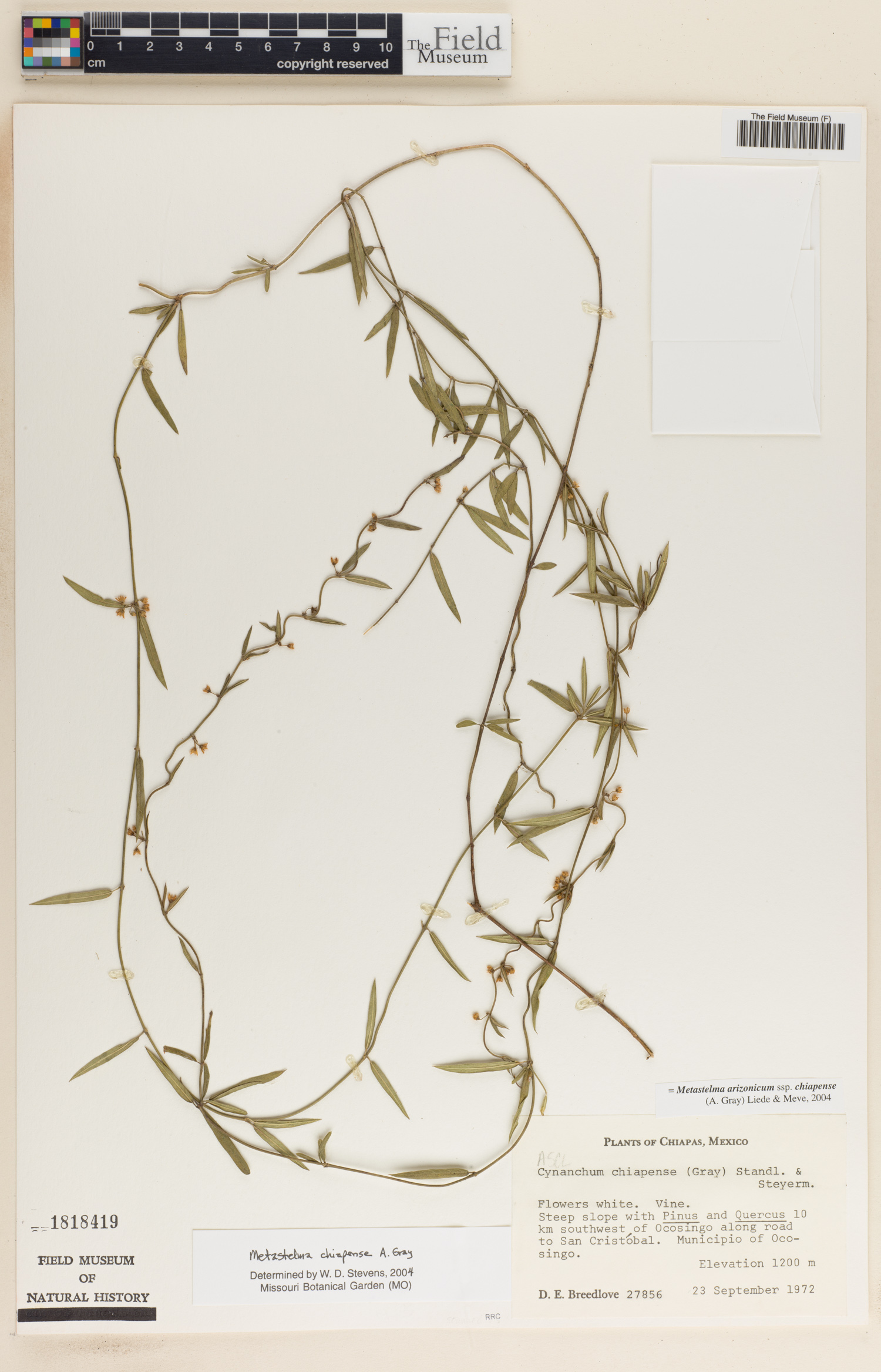 Metastelma arizonicum subsp. chiapense image