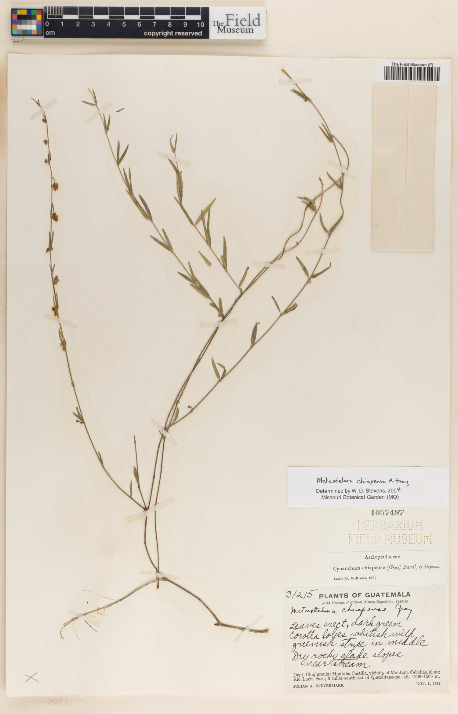 Metastelma arizonicum subsp. chiapense image