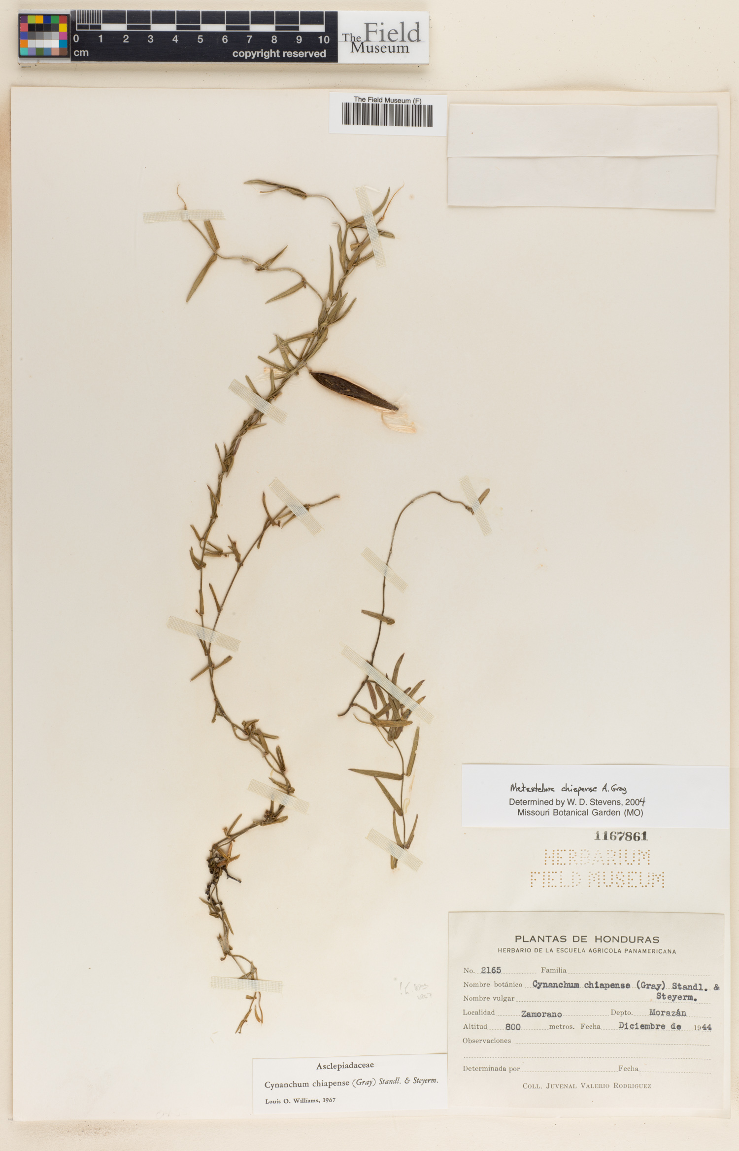 Metastelma arizonicum subsp. chiapense image