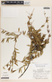 Metastelma barbigerum image