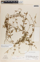 Metastelma longicoronatum image