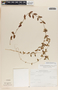 Metastelma schlechtendalii image
