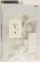 Metastelma schlechtendalii image