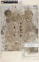 Metastelma schlechtendalii image