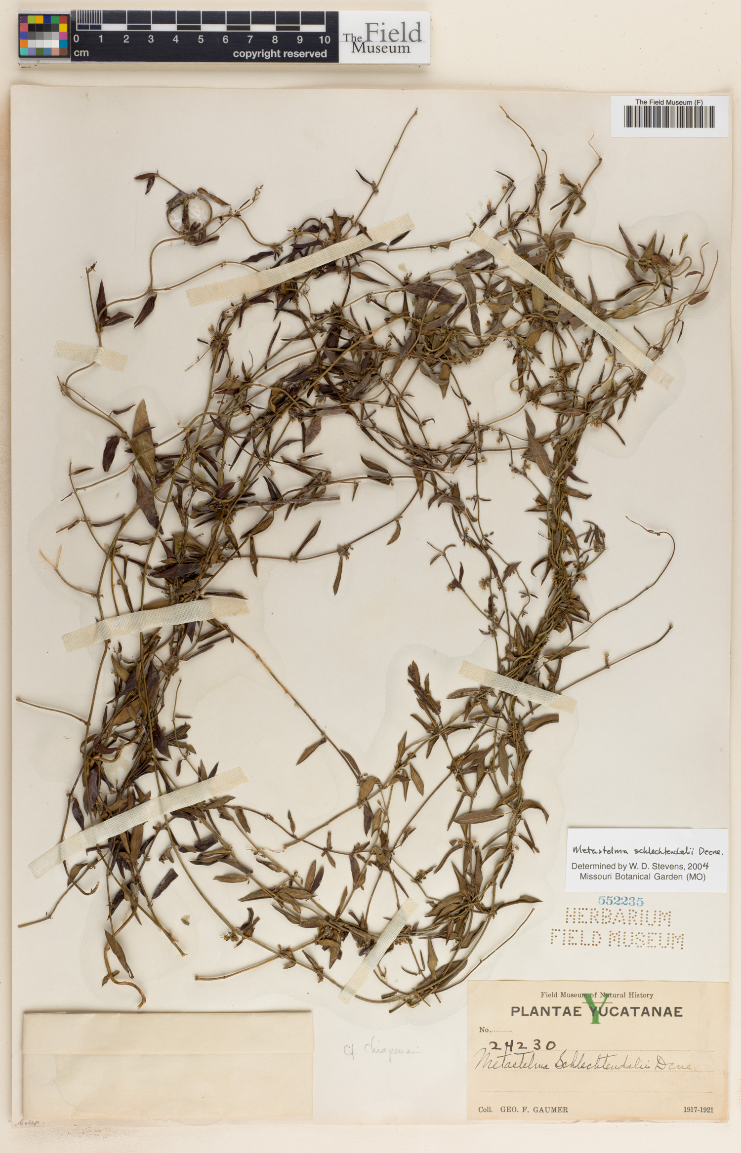 Metastelma schlechtendalii image