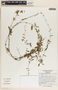 Metastelma schlechtendalii image