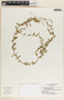 Metastelma schlechtendalii image