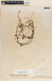 Metastelma schlechtendalii image