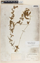 Metastelma schlechtendalii image