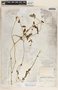Metastelma schlechtendalii image