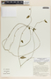Metastelma schlechtendalii image