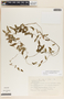 Metastelma schlechtendalii image