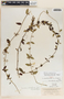 Metastelma schlechtendalii image