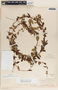 Metastelma schlechtendalii image