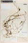 Metastelma schlechtendalii image