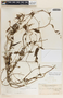 Metastelma schlechtendalii image