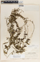 Metastelma schlechtendalii image