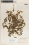Metastelma schlechtendalii image