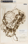 Metastelma schlechtendalii image