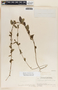Metastelma schlechtendalii image
