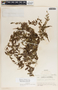 Metastelma schlechtendalii image