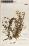 Metastelma schlechtendalii image