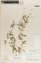 Metastelma schlechtendalii image